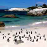 Afrikanische Pinguine Boulders-beach