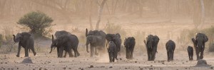 Hide Safari Camp huge elephant herd
