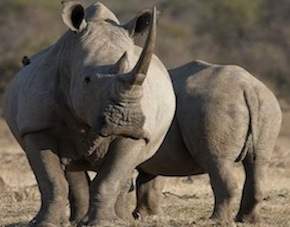 Save the Rhinos Projekt White Rhino