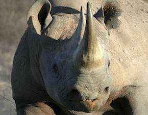 Save the Rhinos Projekt - Black Rhino