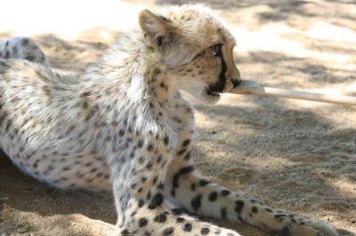 cheetah_CCF5