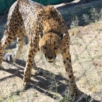 cheetah wildlife ranch