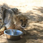 young cheetah cub