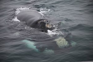 китовое сафари юар