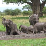 Tarangire National Park