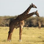 girafe_serengeti