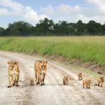 masai-mara-lions