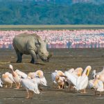 lake_nakuru_rhino