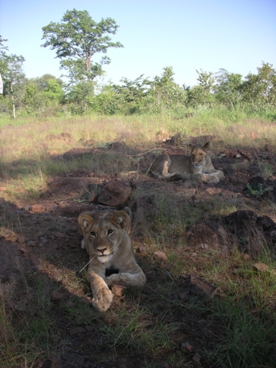 8-и месячные львята ведут себя совсем как взрослые