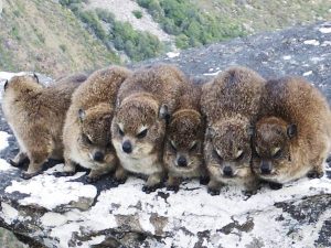 кейптаун столовая гора дасси