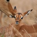 impala & baby Impala with a baby