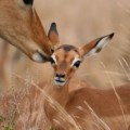Impala with a baby
