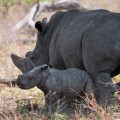Rhino with baby
