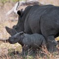 croppedimage297257-DA36060 Rhino with baby