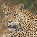 Leopard Kruger Park