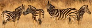 yellow zebras