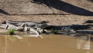Крокодилы сбежали в фермы