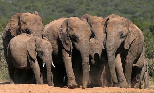 слоны юар