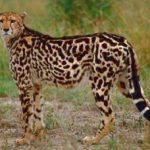 Namibia tour-beautiful-cheetah