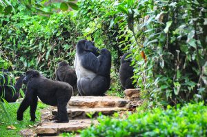 uganda_gorillas