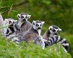 Lemur family madagascar 