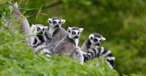 Lemur family madagascar 