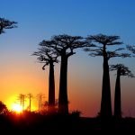  Мадагаскар, Авеню баобабов
