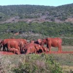 Addo_elephants_mud-hole