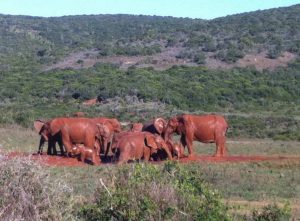 Addo_elephants_mud-hole