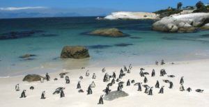 boulders beach -african-penguins