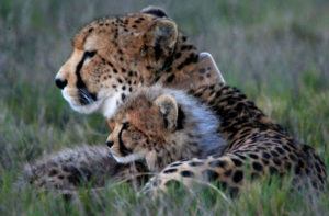 cheetah-mother-cub wildlife ranch