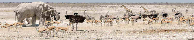 IrinaAfricaSafaris