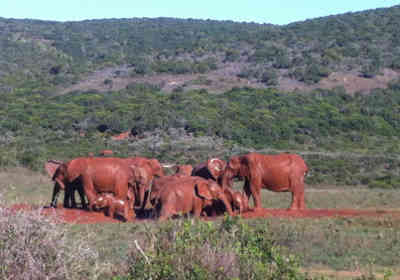 Дневной тур Addo Elephant Park Safari