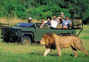 Game drive vehicle with lion