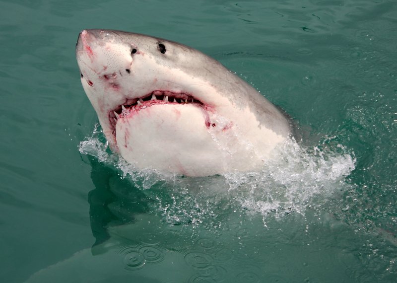 Белые акулы в бухте Gansbaai - Image 2