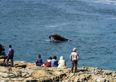 hermanus whale watching